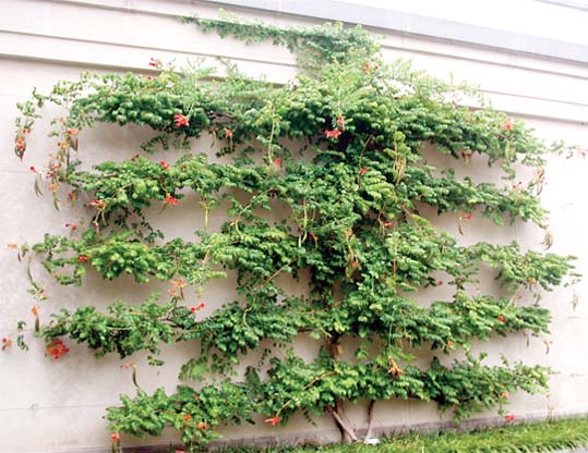 Espalier pruning has artistic and practical benefits